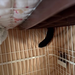 恥ずかしがりな黒猫　よろしくお願いします