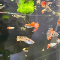 熱帯魚　グッピー　10匹　1,000円の画像