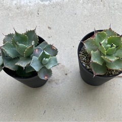 アガベ　雷神　2鉢セットの画像