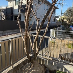 さくらんぼの木🍒の画像