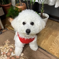 ビション・フリーゼ