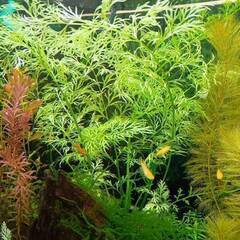 水草 ベトナムスプライト②　めだか・エビ水槽に・・・の画像