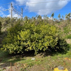 国産レモンの画像