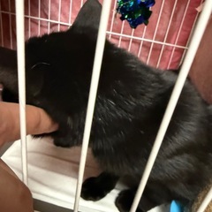 人間大好き黒猫の子猫？　預かりボランティアの里親募集 − 長野県