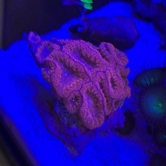 高発色 オオタバサンゴ レッド 6cmぐらいの画像