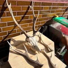 頭付き鹿の角の画像