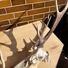 頭付き鹿の角の画像