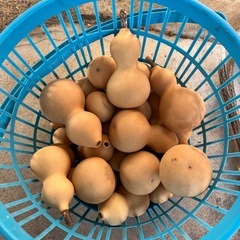 可愛いサイズのひょうたんの画像