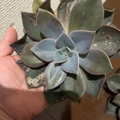 多肉植物の画像