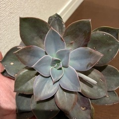 多肉植物の画像