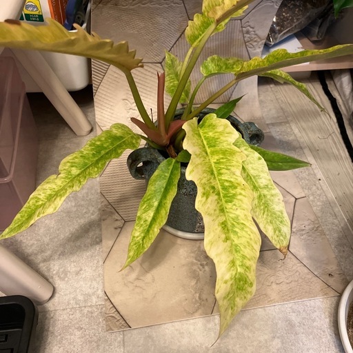 フィロデンドロン　リングオブファイア 欲しかった観葉植物が、めっちゃ安くなって見つかった件 