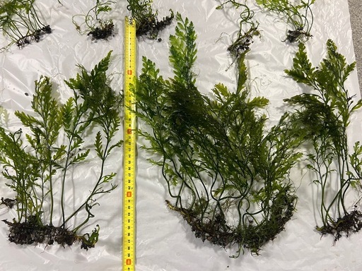 アクアリウム引退　水草まとめ売り　ボルビティス　アヌビアスナナプチ　モス　大量