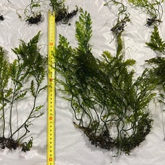 アクアリウム引退　水草まとめ売り　ボルビティス　アヌビアスナナプチ　モス　大量の画像