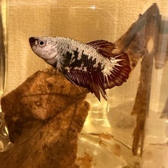 ブラックサムライ♂の画像