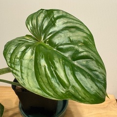 植物　フィロデンドロン　ブラック　フェイスの画像