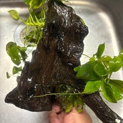 淡水水槽の水草　アヌビアス・ナナの画像