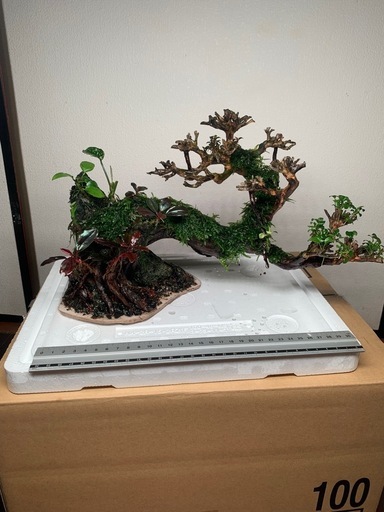 アクアリウム用の流木ボンサイです。
