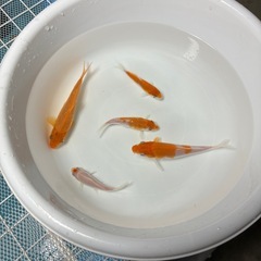 錦鯉　5匹セットの画像