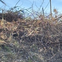 薪になりそうな木。好きなだけ持って帰ってくださいの画像