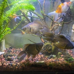 西上尾・引き渡し限定・金魚・3匹・あげますの画像