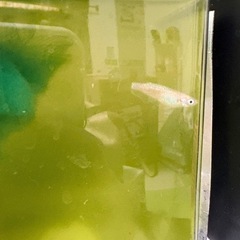 【定価1万円】　メダカ　⑤匹　高級メダカ　めだか　サバンナメダカ　改良メダカ　ブラックフェザーライト　2ペアとおまけ  ⑤匹の画像