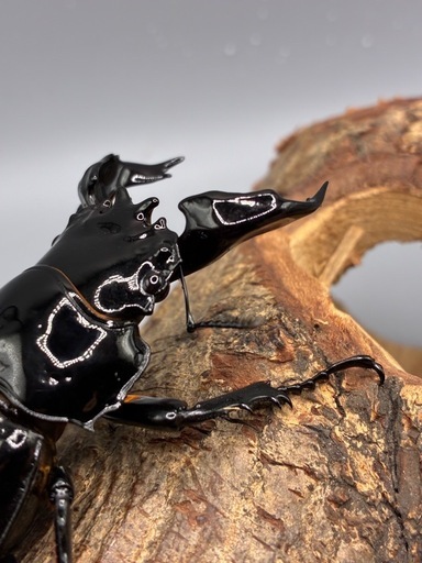 タランドゥスオオツヤクワガタ　新成虫トリオ