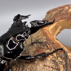 タランドゥスオオツヤクワガタ　新成虫トリオの画像