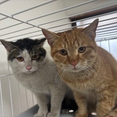 甘えんぼ親子 性格良い カレーライス親子 ペアでのお迎え希望