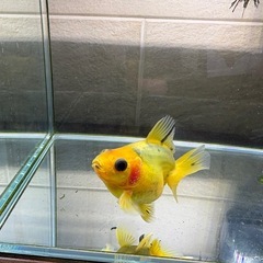 ダルマ琉金 金魚の画像