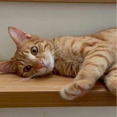 茶白と茶トラの兄弟(トライアル決まりました) − 兵庫県