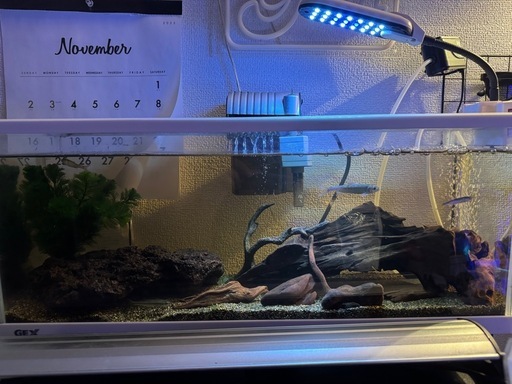 60cm水槽