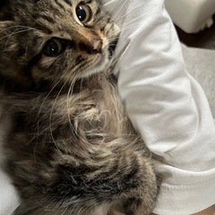 短足長毛ちゃん女の子