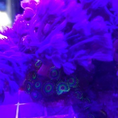 パクパクウミアザミ 3cmプラグ ※マメスナラスタ付き※の画像