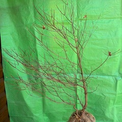 シロヤシオツツジの画像