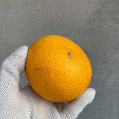 呉市大崎下島産　八朔　約10キロ　①の画像