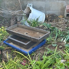 各種植木鉢
の画像