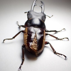 訳アリ)ラテラリスノコギリクワガタ 亜種ロルキーン の画像