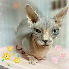 【里親募集】バンビーノの女の子♡