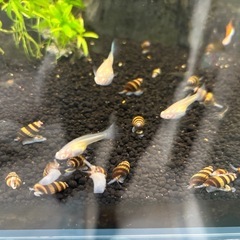 熱帯魚、キラースケール、ネオンテールの画像