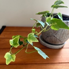 観葉植物の画像