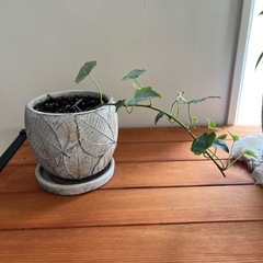 観葉植物の画像