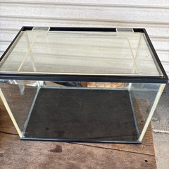 お話し中　GEX 31センチ　水槽　39センチ水槽の画像