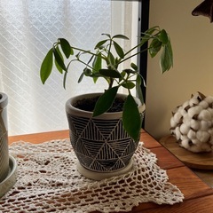 観葉植物の画像