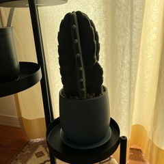 サボテンの画像