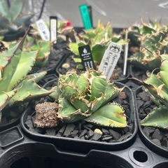 アガベ　king子株(皇冠同一品種)②の画像