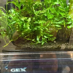 ボルビディスの画像