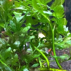 ボルビディスの画像