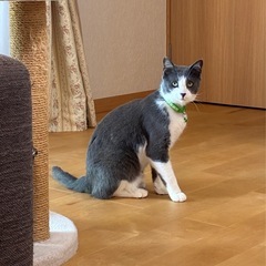 撫で撫で大好きで活発なグレー白の男の子　V字カットあり