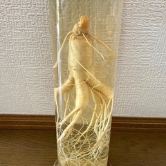 高麗人参酒　朝鮮人参酒　 観賞用　置き物　の画像