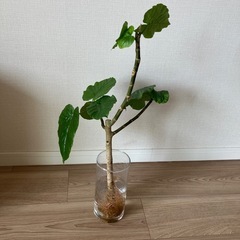 ウンベラータ　約60センチの画像